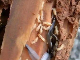 伊川白蚁防治公司分享夏季高温高湿，读懂白蚁分飞的底层逻辑与家庭防护方案